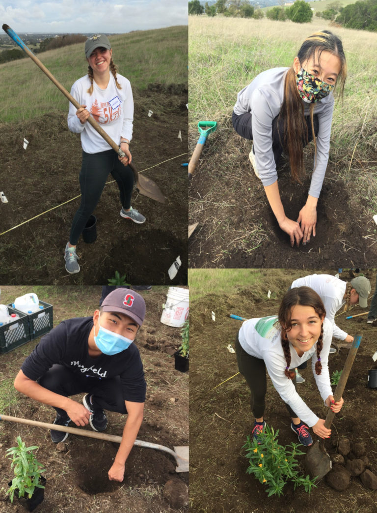 4 Stanford Students planting Monkeyflower