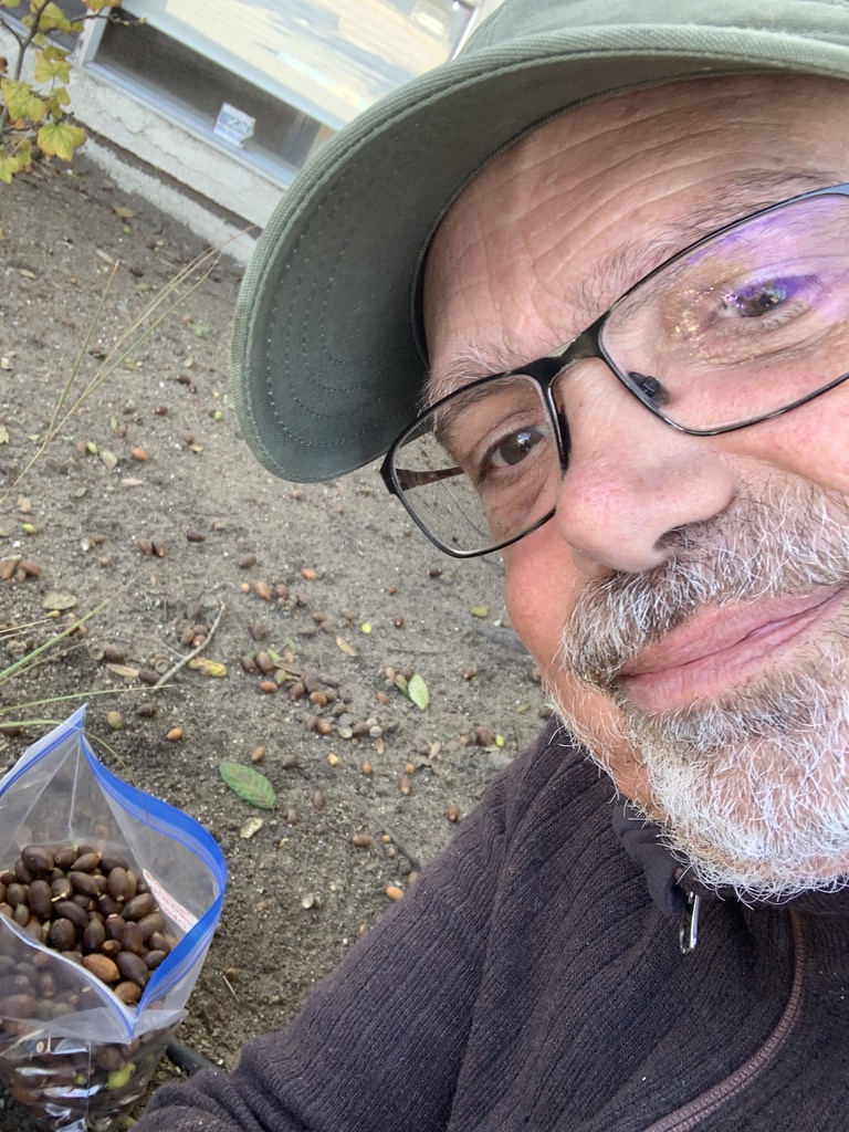 Dave Muffly contributes acorns