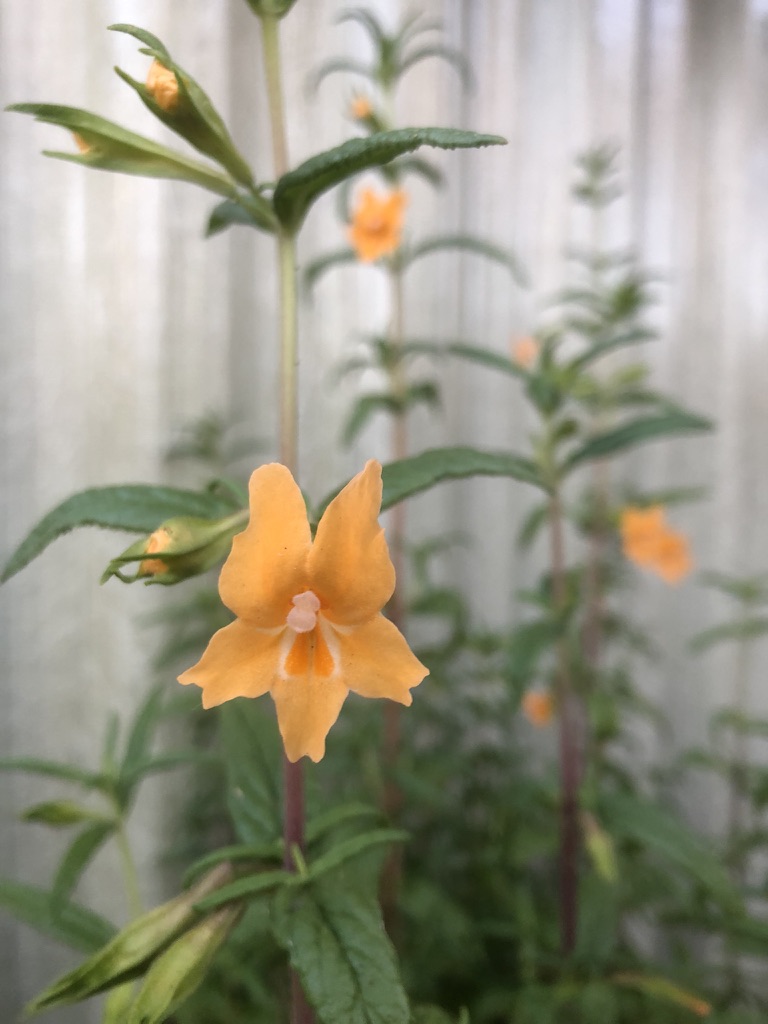 Photo of sticky monkeyflower plant