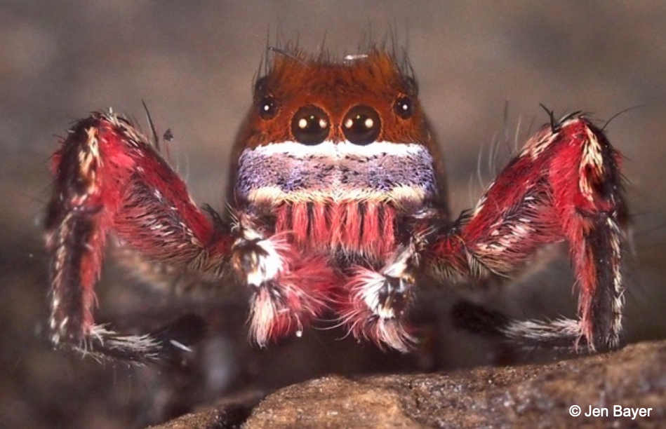 Closeup of spider
